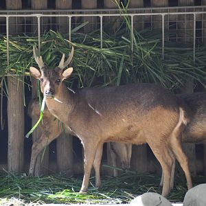 Philippine brown deer/ Rusa marianna
