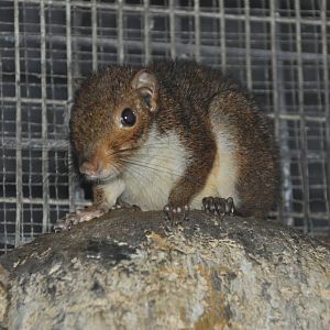 Mindanao squirrel/ Sundasciurus mindanensis