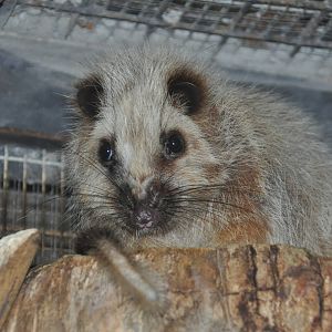 Northern Luzon giant cloud rat/ Phloeomys pallidus