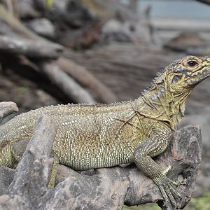 Philippine sail-finned water dragon/ Hydrosaurus pustulatus