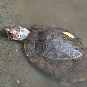 Philippine forest turtle/ Siebenrockiella leytensis