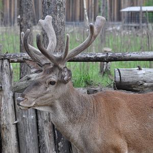 Red deer/ Cervus elaphus