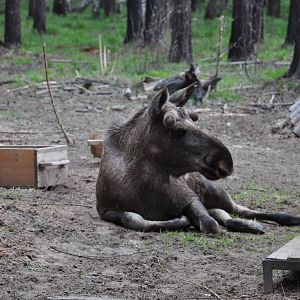 European elk/ Alces alces alces