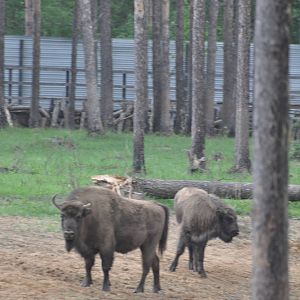 European wisent/ Bison bonasus