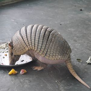Yellow armadillo/ Euphractus sexcinctus