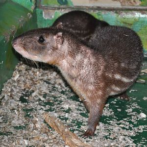 Paca/ Cuniculus paca