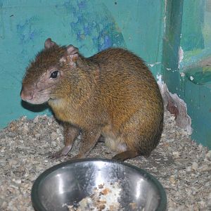 Central American agouti/ Dasyprocta punctata