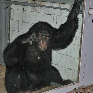 Chimpanzee/ Pan troglodytes