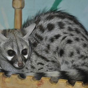 Small-spotted genet/ Genetta genetta