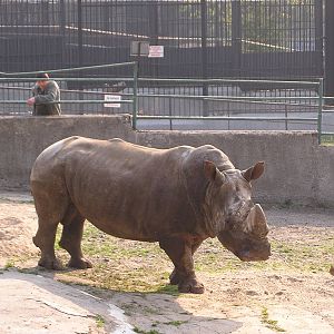 Southern white rhinoceros/ Ceratotherium simum simum