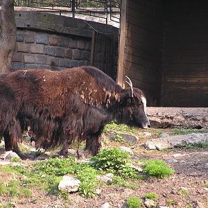 Domestic yak/ Bos grunniens grunniens