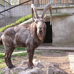 Siberian ibex/ Capra sibirica