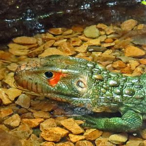Caiman Lizard
