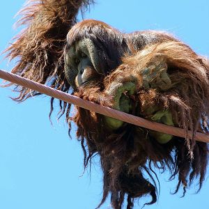 Admiring the Viewers