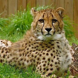 Cheetah Juvenile