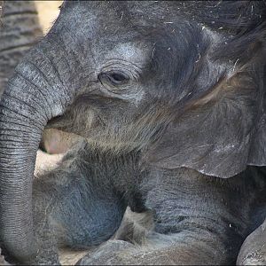Baby elephant