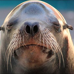 Sea lion