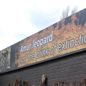 Amur Leopard Sign 05/05/2013