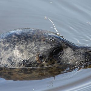 Harbour seal