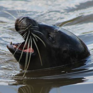 Harbour seal