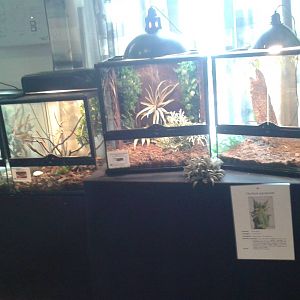 more insect-enclosures