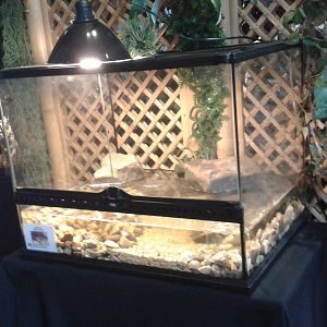 tank with some crabs