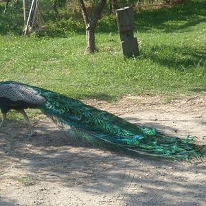 Peacock