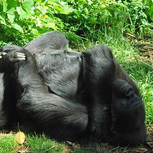 Gorilla - one of the girls
