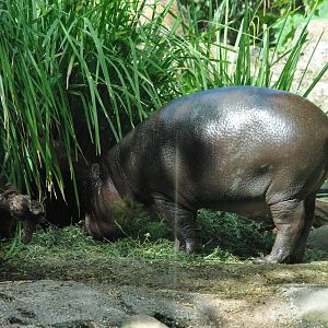 Pygmie Hippo