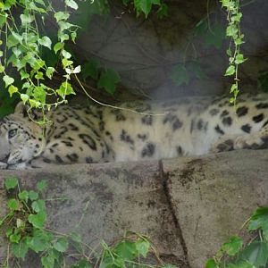 Snow Leopard