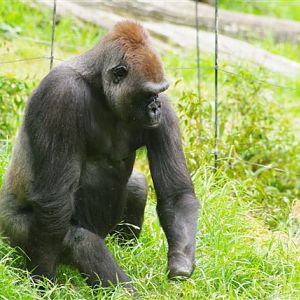 Gorilla