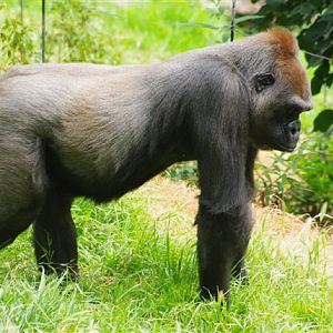 Gorilla
