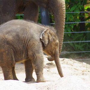 Baby Elephant
