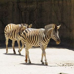 Chapmans Zebra