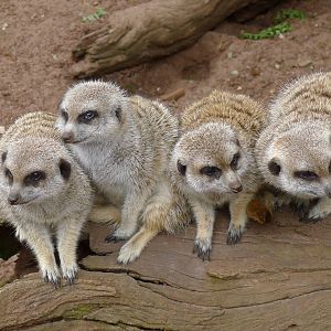 Meerkats