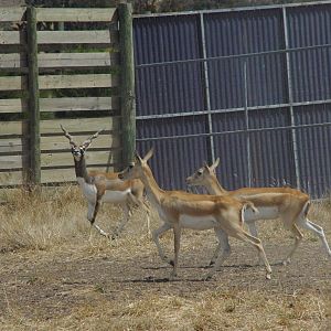 Blackbuck group