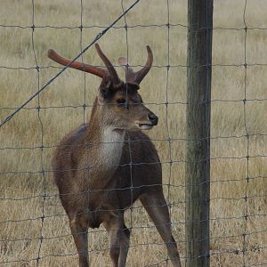 Rusa Deer
