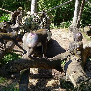 Mandrill Group