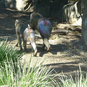 Mandrills