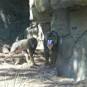 Mandrill
