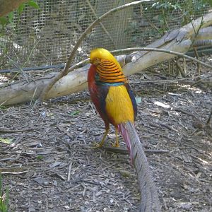Golden Pheasant