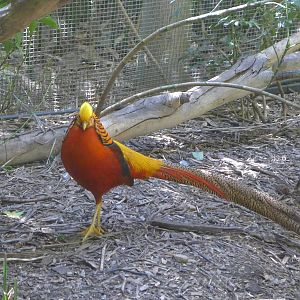 Golden Pheasant
