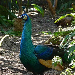 Green Peacock