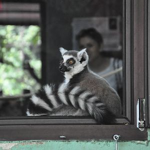 Ring-tailed lemur/ Lemur catta