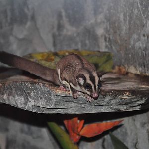 Sugar glider/ Petaurus breviceps