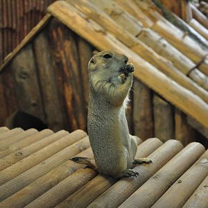 Black-tailed prairie dog/ Cynomys ludovicianus
