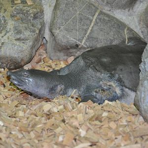 Cantor`s giant softshelled turtle/ Pelochelys cantorii