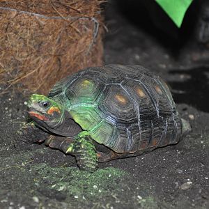 South American red-footed tortoise/ Chelonoidis carbonaria
