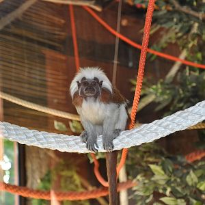 Cotton-top tamarin/ Saguinus oedipus