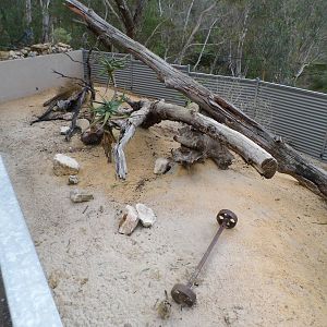 Meerkat enclosure